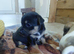 8 beautiful rare colour Jack Russell pups