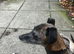 6 Belgian malinois cross whippet puppies for sale