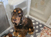 Show cocker spaniel