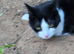 4 your cats ️ ️ for sale £ 35 each 4 together £140
