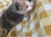 Kittens ready in 5 weeks