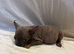 *READY NOW* Bully x frenchie