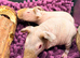 Skinny Pig Boys Ready Now