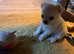 Apple head male , tiny white chihuahua puppy