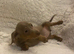 REDUCED LAST 3 TO GO Very small mini dachshunds