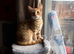 Mixed breed kitten