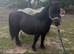 Perfect kids Shetland pony
