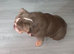 Female English bulldog for sale