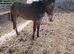 Apploosa filly reduced