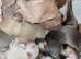 2 chihuahua puppies left - ready Tues 14th