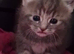 Beautiful friendly half ragdoll kittens