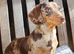 DNA Health Tested clear KC REG Mini Dachshund