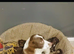 Sproodle puppies