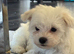 Pure breed Maltese puppies