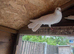 Fantail pigeons