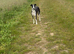 saluki collie gray