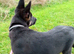Shepkita shepherd puppy ready to leave