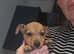 *READY NOW* Jack Russell pup
