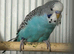 Hand reared budgies . X13