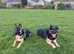 Mali x gsd
