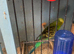 Pair of budgies