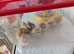 Beautiful Baby Italian Quail for sale