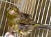 Beautiful Hen North Dutch frill canary