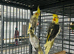 Baby Cockatil parrot