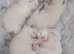 Champion bloodline Ragdolls