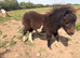 Miniature Shetland pony