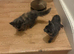 Beautiful rare ragdoll blue sepia tortie female kittens ready now