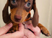 Beautiful miniature dachshund puppies