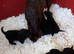 FULLY INNOCULATED Black Labrador female puppies ready now.