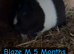 Guinea pigs