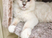 Stunning Lilac Mitted Ragdoll
