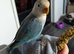 Lovebird with cage