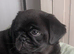 KC reg black pug puppies 2 girls left