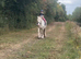 14.2 cremello cob mare project / broodmare