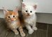 Full mainecoon kittens polydactyl