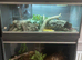 Leopard gecko with Viv