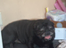 11 year old Pug - Bingo
