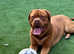 KC registered Male dogue de Bordeaux