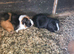 Adult male guinea pigs