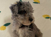 Schnoodle puppies for sale