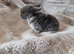 Mini lop bunnies