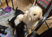 Poodle puppy