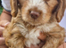 Cockapoo Puppies