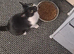 Black and white cat