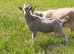 Stunnning Entire Billy Toggenburg Goat Kid - Father Pedigree