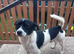 Black and white jackawawa male for sale